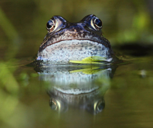Ribbit – the Coolest App in the Pond