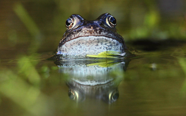 Ribbit – the Coolest App in the Pond