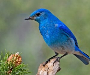 The Blue-State Bird of Tweetiness