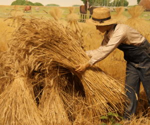 Separating the Search “Expert” Wheat from the Chaff